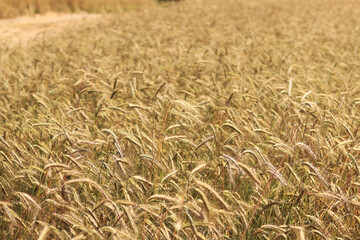 Ears of rye close up with selective focus. Grain ripening on the field. Field of rye. Agriculture. Rural landscape. Concept of growing grain harvest