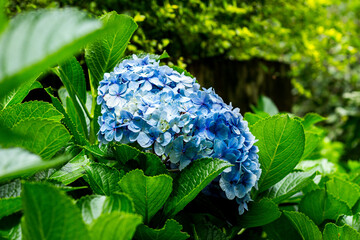 Jardin de Ortencia
