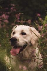 dog, retriever, golden, pet, animal, puppy, golden retriever, white, labrador, canine, portrai