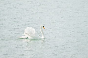 A swan is swimming in a lake. The water is calm and clear. The swan is the only living thing in the image.