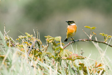 Perched on a branch in a field, a bird with brown and black plumage surveys its surroundings. The field, a tapestry of green, is dotted with brown and yellow leaves.