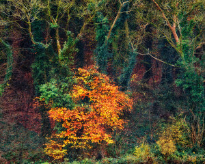 In the forest, rows of trees stand in harmony, their hues a blend of autumnal browns and golds.