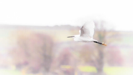 A white egret soars through the air, its wings catching the light as it floats above a softly blurred landscape of pastel hues.