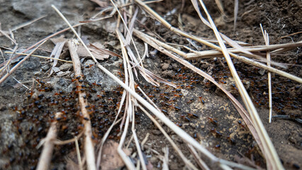 Worker termites creeping in a neat line over the rocks in a forest. Ants migrate from one place to another, usually due to seasonal changes. Concept for International Day of Forest and biodiversity.