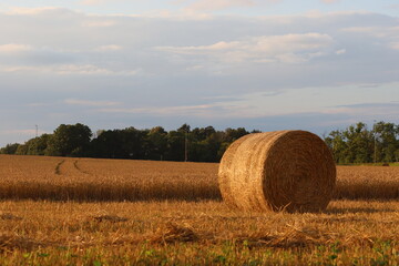 Sweden. Wheat grows on a field in the city of Linköping. Östergötland County.