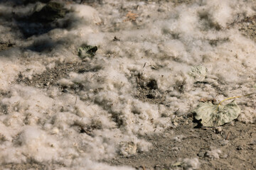 Cottonwood aspen seeds on the ground Fluff lies on the ground and flies through the air in the rays of sunlight. Strong allergen, health hazard concept. Seeds of poplar fluff