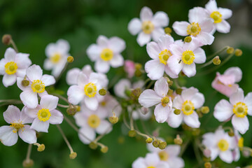 Japanese anemones in the garden. Soft and gentle floral background with shallow depth of field. 