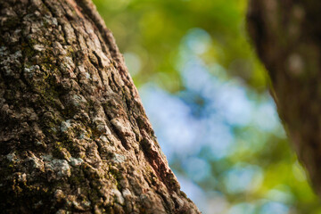 Low angle photo of lush tree top canopy and trunk with blue sky backgrounds. Concept for world tree day - National Tree day.