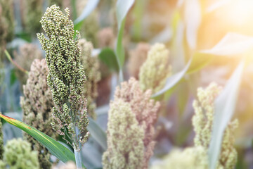 Grain Stalk of Sorghum in Plantation Field