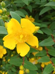 Obraz premium yellow flowers