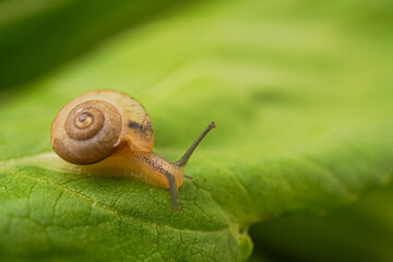 Extreme close up macro photo of Monachoides vicinus or common garden snail is creeping slowly on the vegetable leaf surface. Concept for world animal day and biodiversity