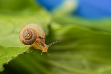 Extreme close up macro photo of Monachoides vicinus or common garden snail is creeping slowly on the vegetable leaf surface. Concept for world animal day and biodiversity