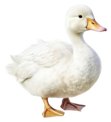 Fototapeta premium PNG Animal goose bird beak.