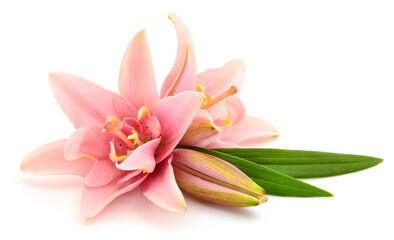 Naklejka premium Two pink lilies.