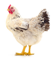 white hen isolated.