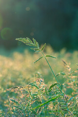 Growing grain against the light
