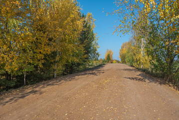 Rural dirt road in autumn. In autumn, trees with yellowed leaves grow along the country road. Trees with yellow leaves and a blue sky. Traveling by car in rural areas.