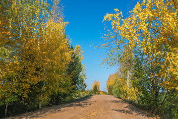Obraz premium Rural dirt road in autumn. In autumn, trees with yellowed leaves grow along the country road. Trees with yellow leaves and a blue sky. Traveling by car in rural areas.