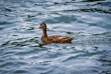 Photograph of an isolated duck on the water