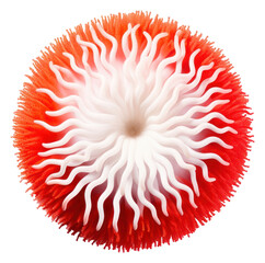 PNG Ocean sea white background invertebrate.