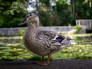 The duck