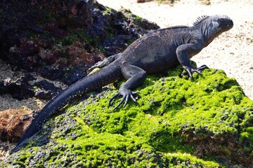 岩場にいる海イグアナ