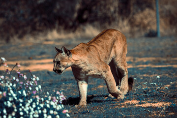 photograph of a puma specimen in the middle of nature