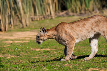 photograph of a puma in the wild