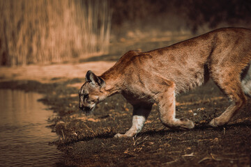 photograph of a puma specimen in the middle of nature