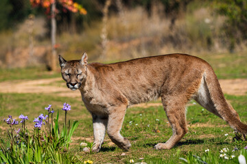 photograph of a puma specimen in the middle of nature