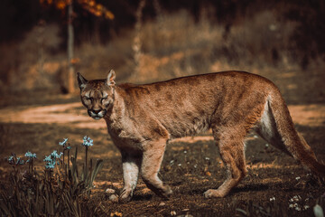 photograph of a puma specimen in the middle of nature