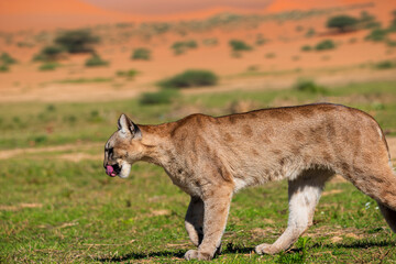photograph of a puma in the wild