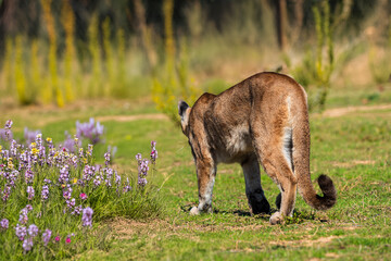 photograph of a puma specimen in the middle of nature