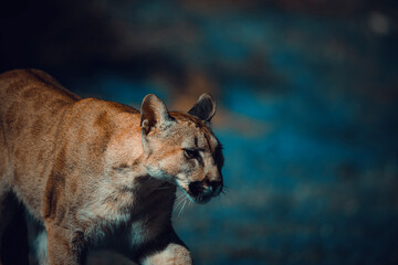 photograph of a puma specimen in the middle of nature