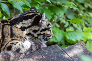 A Taiwanese clouded leopard is laying on a log in a fores