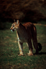 photograph of a puma specimen in the middle of nature