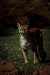 photograph of a puma specimen in the middle of nature