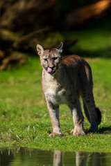 photograph of a puma in the wild