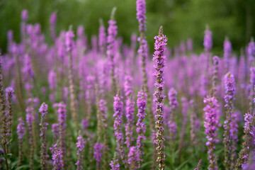 lavender field in region