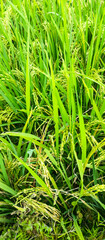 Rice plants in rice fields