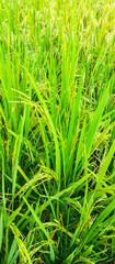 Rice plants in rice fields