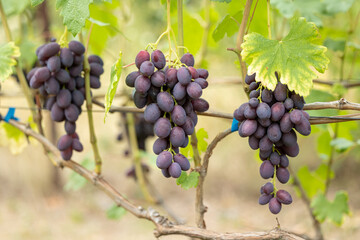 Three bunches of blue grapes on the vines