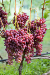 Bunches of ripe grapes hanging on a vine in a vineyard