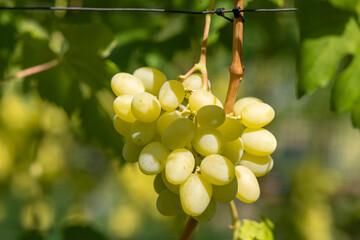 Close-up of a bunch of white grapes