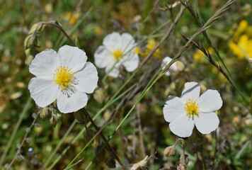 Hélianthème des Apennins, White Rock-rose, Helianthemum apenninum s'épanouissant sur une pelouse...