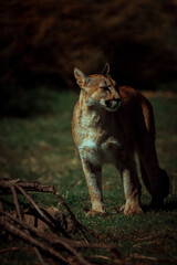 Obraz premium photograph of a puma in the wild