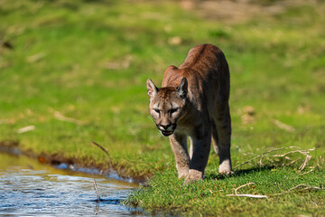 photograph of a puma in the wild