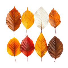 A collection of autumn leaves exhibiting a range of vibrant fall colors, showcasing the beauty of seasonal change.
