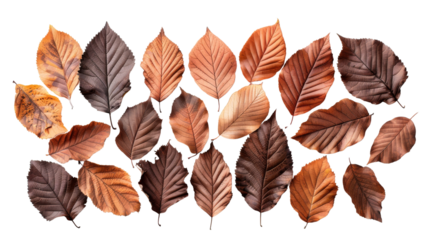 A collection of brown autumn leaves arranged in a grid pattern on a white background, evoking the fall season and nature's beauty.