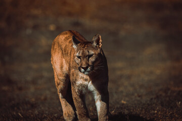 photograph of a puma in the wild